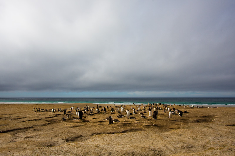 Gentoo Penguins Nesting